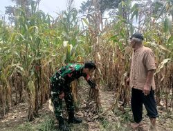 Dukung Ketahanan Pangan, Babinsa Dempo Barat Lakukan Komsos dengan Petani Jagung