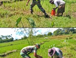 Babinsa Koramil 17/Geumpang Dampingi Petani Basmi Hama pada Tanaman Padi di Desa Keune