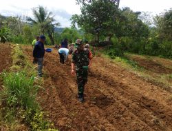 Babinsa Mattunreng Tellue Koramil-03/Sinjai Tengah Kodim 1424/Sinjai Dampingi Proses Penanaman Jagung Milik Petani
