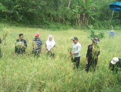 Wujudkan Hanpangan, Babinsa Palae Koramil-05/Sinjai Selatan Kodim 1424/Sinjai Dampingi Petani Panen Padi