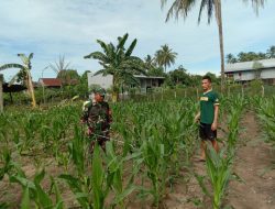 Kendalikan Hama, Babinsa Koramil-03 Kodim 1404/Pinrang Dampingi Petani Semprot Tanaman Jagung