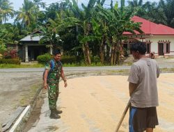 Babinsa Koramil 09/Batang Anai Komsos dengan petani dan membantu menjemur padi di desa Binaan