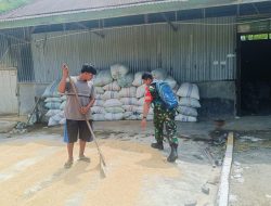 Babinsa Koramil 09/Batang Anai Komsos dengan petani dan membantu menjemur padi di desa Binaan