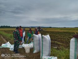 Babinsa Koramil-08/Lanrisang Kodim 1404/Pinrang Dampingi Petani Panen Padi