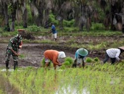 Wujudkan Swasemabada Pangan, Babinsa Merauke Bantu Petani Kampung Kuper Tanam Padi