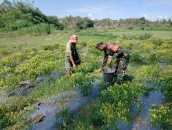 Tingkatkan Swasembada Pangan, Babinsa Biringere Koramil 1424-01/Sinjai Utara Kodim 1424/Sinjai Dampingi Petani Panen Lombok