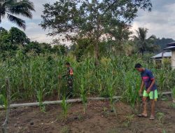 Babinsa Melaksanakan Pendampingan Ketahanan Pangan Kepada Petani jagung