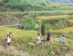 Babinsa Botolempangan Koramil-02/Sinjai Barat Kodim 1424/Sinjai Dampingi Petani Panen Padi Dalam Mendukung Ketahanan Pangan