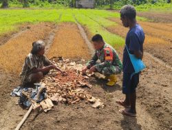 Peran Babinsa Manokwari Utara Mendampingi Para Petani Dalam Mensukseskan Ketahanan Pangan Wilayah