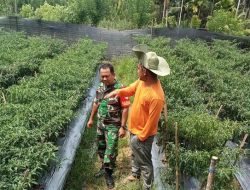 Babinsa Samadua Dampingi Petani dan Tinjau Perkembangan Tanaman Cabai di Wilayah Binaan