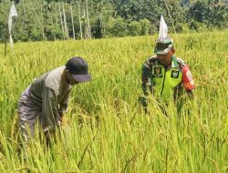 Babinsa Dampingi Petani, Dukung Ketahanan Pangan di wilayah Geumpang