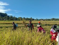 Dukung Swasembada Pangan, Babinsa Palangka Koramil 1424-05/Sinjai Selatan Kodim 1424/Sinjai Dampingi Petani Panen Padi