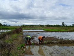 Babinsa Koramil 13/Kluet Timur Turun ke Sawah, Bantu Petani Tanam Padi