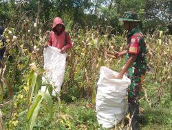 Sukseskan Program Ketahanan Pangan Babinsa Koramil-03 Kodim 1404/Pinrang Bantu Petani Panen Jagung