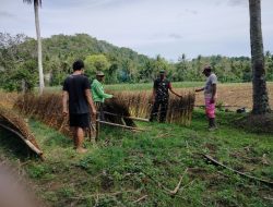 Babinsa Biringere Koramil 1424-01/Sinjai Utara Kodim 1424/Sinjai Dampingi Petani Panen Tanaman Wijen
