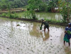 Babinsa 1405-08/T.Riaja Dampingi Petani Tanam Padi Varietas Inpari 32 di Desa Harapan