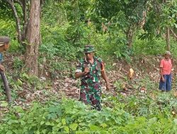Percepat Masa Tanam Jagung, Babinsa Tassililu Koramil 1424-02/Sinjai Barat Kodim 1424/Sinjai Bantu Bersihkan Lahan Perkebunan Petani