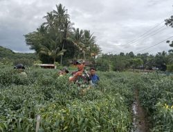 Babinsa Bongki Lengkese dari Koramil 1424-04/Sinjai Timur Kodim 1424/Sinjai Bantu Petani Panen Cabe