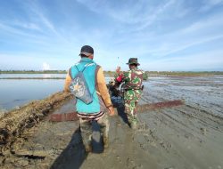 Mahir Menggunakan Hand Traktor, Babinsa Kodim 1404/Pinrang Bantu Petani Bajak Sawah