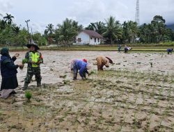 Babinsa Koramil 13/Kluet Timur Turun ke Sawah Bantu Petani Tanam Padi