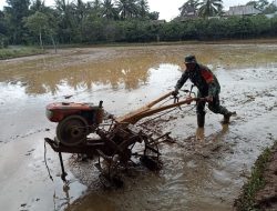 Dengan Menggunakan Traktor, Babinsa Koramil-04/Sinjai Timur Kodim 1424/Sinjai Bantu Pengolahan Lahan Milik Petani