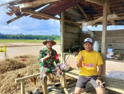 Dukung Ketahanan Pangan Wilayah, Babinsa Bantu Petani Tanam Padi