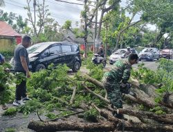 Cegah Pohon Tumbang di Musim Penghujan, Koramil Pujut Bersama Pemerintah Kecamatan Lakukan Pemangkasan