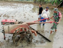 Babinsa Koramil 01/Ajangale Bantu Garap Sawah Dengan Traktor Guna Tingkatkan Produksi Pangan