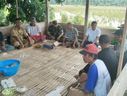Babinsa Koramil 04 Tellusiatinge Hadiri Acara Tudang Sipulung Di di Desa Sijelling
