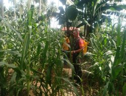 Cegah Hama, Babinsa Koramil 1407-20/Bontocani Dampingi Petani Semprot Tanaman Jagung