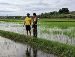Cek Tanaman Padi, Babinsa Koramil 15 Mare Dampingi Petani Desa Binaan