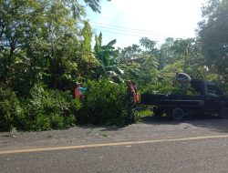Babinsa Koramil 07/Tanete Riattang Bersama Warga Bergerak Cepat Bersihkan Pohon Tumbang