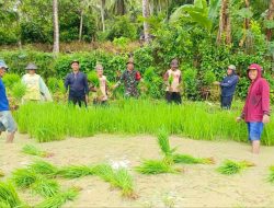 Wujudkan TNI Manunggal Dengan Rakyat, Babinsa Koramil 04/Tellusiatinge Bantu Warga Tanam Bibit Padi