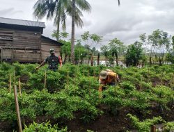 Demi Meningkatkan Ketahanan Pangan, Babinsa Koramil 12/Cina Pantau Lahan Cabe Di Desa Binaan