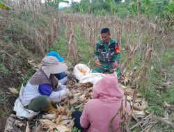 Wujudkan Swasembada Pangan, Babinsa Koramil 14/Libureng Dampingi Petani Panen Jagung