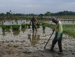 Dukung Pertanian, Babinsa Koramil 15/ Tiro Bantu Petani Angkut Bibit Padi Siap Tanam