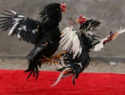 Masih Nekat Main; Polisi Tangkap Judi Sabung Ayam di Desa Bila Sidrap, Komitmen Polri atas Asta Cita Presiden RI