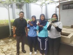 Petugas Lapas Majalengka Sukses Panen Anggur Perdana, Wujudkan Lahan yang Lebih Produktif