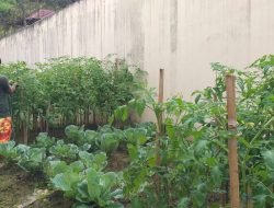Lapas Kelas III Mamasa Laksanakan Perawatan Tanaman Sayur untuk Wujudkan Ketahanan Pangan