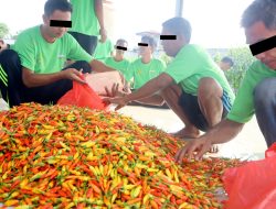 Dukung Ketahanan Pangan, Rutan Pelaihari Panen Puluhan Kilogram Cabe