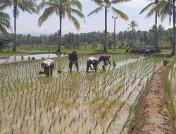 Babinsa Lamuru Turun Ke Sawah Bantu Kelompok Tani Desa Barakkae Menanam Padi