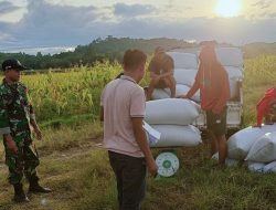 Dukung Hanpangan Nasional, Babinsa Koramil 1407-15/Mare Dampingi Bulog Serap Hasil Panen Petani