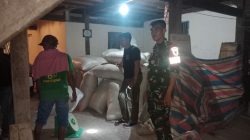Babinsa Koramil 1407-07/Tanete Riattang, Laksanakan Pendampingan Penyerapan Gabah oleh Bulog