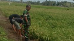 Pantau Perkembangan Padi, Babinsa Koramil 1407-01/Ajangale Turun Ke Sawah
