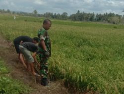 Pantau Perkembangan Padi, Babinsa Koramil 1407-01/Ajangale Turun Ke Sawah