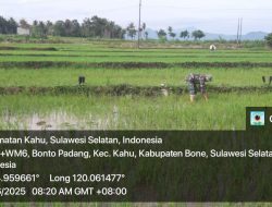 Babinsa Koramil 1407-19/Kahu, Serda Syukur Turun Ke Sawah Membantu Warga Menanam Bibit Padi di Desa Bonto Padang