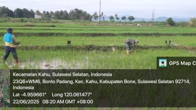Babinsa Koramil 1407-19/Kahu, Serda Syukur Turun Ke Sawah Membantu Warga Menanam Bibit Padi di Desa Bonto Padang