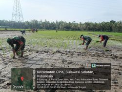 Anggota Koramil 1407-12/Cina Dampingi Penanaman Padi di Desa Awo