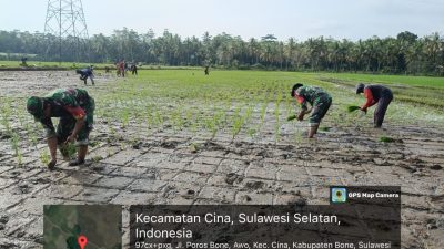 Anggota Koramil 1407-12/Cina Dampingi Penanaman Padi di Desa Awo
