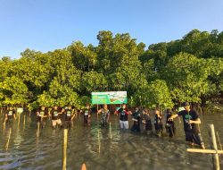 Hijaukan Pesisir, Koramil 1407-16/Tonra Bersama Warga Tanam Ratusan Bibit Mangrove